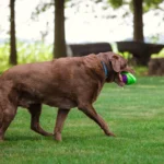 CAITEC Dog Toys Football for Dogs Floatable Squeaky Hard and Firm Fit for Outdoor Throwing Suitable for Medium to Large Dogs - Image 6