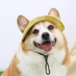 Dog Cotton Sun Hat With Ear Holes Round Brim Puppy Kitten Bucket Hat Outdoor Sun Protection Pet Caps for Small Medium Cat Dogs - Image 4