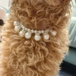 Luxury Pearl Pendant Puppy Dog Necklace Collar for Small Dogs Cats Chihuahua Pomeranian Teddy Bling Rhinestones Pet Accessories - Image 3