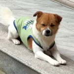 Summer Cotton Pet Vest for Small Dogs Cats Letter Print Dog T-shirts Puppy Clothing - Image 6