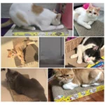 Cat Toys cat scraper sharpening claw cardboard corrugated board scratch-resistant cat scratch board Cat toy sofa cushion bed - Image 9