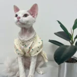 Luxury Dog Cat Pearl Necklace Collar with Diamond Pendant for Cats Dogs Puppy Wedding Costume Pet Crystal Jewelry Accessories - Image 6