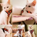 Cat Harness Vest Walking Lead Leash For Puppy Dogs Collar Polyester Adjustable Mesh Dog Harness For Small Medium Pet Accessories - Image 2