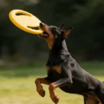 Dogs EVA Flying Disc Tooth Chew Play Train Toy Indestructible Pet Supplies Toys Large Safe Small Dog Joint Tough Toys Resistant - Image 10