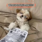 Pet Sniffing Ringing Crinkle Paper Sounding Toy Interactive And Bite-Resistant Newspaper Squeaky Toy Tear-Proof Dog Squeaky Toys - Image 5