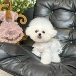 Lace Mesh Pet Dress Summer Princess Style Dog Clothes Maltese Breathable Suspender Sweet Little Dog Skirt - Image 3