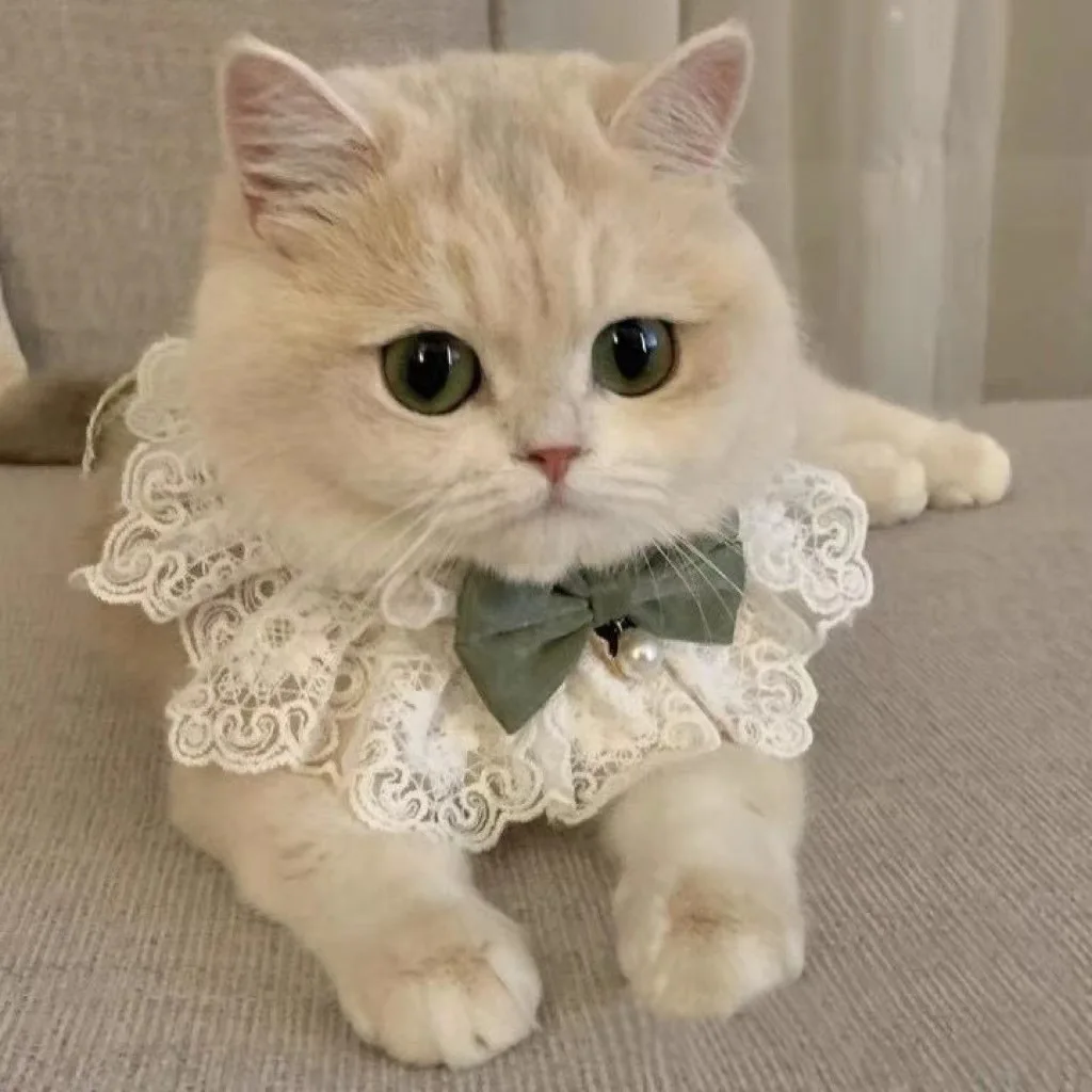 kf-S09d7a70b76ed43c8b9e7ea61cfefab66s Pearl Dog Collar Jewelled Silk Wedding Cat Puppy Ribbon Scarf Pendant Pet Bows Necklace Satin New Kitten Accessories Bowtie Gift - Image 1