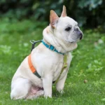 H-shaped Dog Harness,adjustable Explosion-proof Punching Dog Harness for Small Medium and Large Dogs for Training and Running - Image 5
