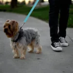 1pc Pet Car Belt, Dog Cat Car Leash, Retractable Backseat Pet Tether, Keep Your Dogr! Dog Outing Dog Stuff Dog Car Seat Car - Image 4