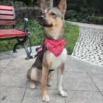 Adjustable Triangular Bandage For Pet Dog Cat Washable Scarf Bandana Collar Bibs Cat Neck Decor Birthday Party Dress Up - Image 5