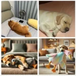 50cm Soft Colorful Duck Plush Toy for Cats Dogs Relax Pet Companion Anxiety-Relieving Dog Buddy Energy Release Gift for Pets - Image 3