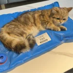 Animal Surgical Accessories Pet Vacuum Positioning Mat Small Veterinary Examination Pad Pet Care Room - Image 3
