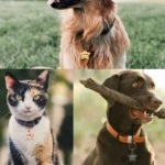 Dog Tag For Pets Personalized Star Shaped Collar Custom Name Phone Number Tag Pet ID Tag Gold Star Free Split Ring - Image 11