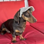 Soft Adjustable Dog Baseball Cap For Small Medium Large Dogs Cats Outdoor Puppy Sun Hat Dachshund French Bulldog Pet Sports Hats