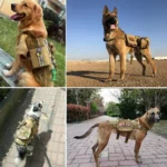 1 Piece Tactical Patch Bundle For Dog Harness Collar Vest Personalized Patches Tags Sticker Label Custom Name ID Service Dog - Image 6