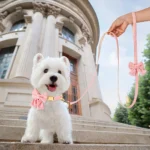 Cute Dog Collar Leash Set With Bowknot Soft Velvet Puppy Dogs Collars Outdoor Pet Walking Lead For Small Medium Dogs Chihuahua - Image 5