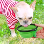 Portable Pet Food Bowl Durable TPR Bowl Cat and Dog Food Pet Silicone Collapsible Bowl Portable Travel Outdoor Water Food Bowl - Image 4