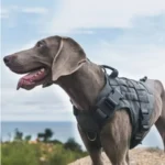 Tactical Dog Harness Leash Collar for Medium Large Dogs Military Pet Vest Adjustable Service Dog Harnesses For Training Walking - Image 2