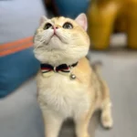 British-style striped bow tie with bells and cat collar, pet anti-asphyxiation collar, pet wedding bow, essential for daily fash - Image 3