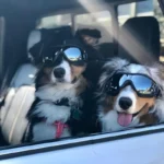 Dog UV protective goggles, suitable for medium to large dogs, dust, wind, and snow resistant for outdoor eyes - Image 5