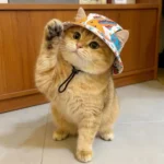 Breathable Cat Dog Sun Hat Adjustable Drawstring with Ear Holes Pet Bucket Hat Lightweight UV Protection Pet Cowboy Hat - Image 8