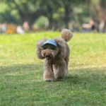 Adjustable Pet Dog Travel Cute Baseball Hat Sun Cap Visor Hat with Ear Holes Outdoor Sport Pet Supplies - Image 5