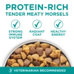 Plus Dry Dog Food for Digestive Health with High Protein Natural Chicken and Rice 16.5 lb Bag - Image 3