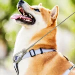 Dog Chains Lead Leash Cable Double-headed Dog Tie Out Cable Leash For Outside, Yard, Camping,Outdoor Dogs Strap Pet Supplies - Image 10