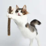 20pcs Natural Matatabi Cat Catnip Toy Kitten Molar Chew Stick Pet Cleaning Teeth Cat Treat Toy Actinidia Silvervine Pet Products - Image 3