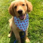Pet Dog Bandana Outdoor Beach Triangular Scarf Cute Puppy Kerchief Summer Holiday Pet Accessories For Small Medium Large Dogs