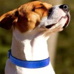 Reflective Dog Collar Soft Padded Breathable Safety Stripes Adjustable Cute Puppy Pet Necklace for Small Medium Large Dog - Image 4