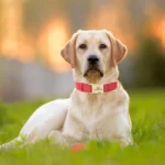 Personalized Dog Buckle Collar Soft PU Leather Dog ID Collars Free Engraved Pet Name Anti-lost Necklace For Small Large Dogs - Image 5