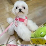 Pet Collars Dog Strawberry Lace Harness Leash Set Vest Lace Chest Strap Puppy Walking Lead Rope for Small Medium Dogs Supplies - Image 5