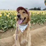 Large Dog Sunscreen Hat Pet Baseball Cap Outdoor Sports Cap with Ear Holes Adjustable Puppy Sun Protection Hats for Small Dogs - Image 5