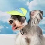 Dog Hat Sun Protection Summer Travel for Small Medium Dog Hats Chihuahua French Bulldog - Image 6