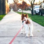 1.8M 3M 5M 10M PVC Heavy Duty Long Dog Leash for Large Medium Dogs Waterproof Easy Clean Strong Durable Running Training Leash - Image 5
