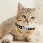 Customized Cute Glow Cat Collar Free Engraved Puppy Kitten Anti-lost Pet ID Nameplate Necklace With Bell & Moon Ornament - Image 3