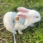 Newest Cute Rabbit Harness and Leash Set Bunny Pet Accessories Vest Harnesses Rabbit Leashes for Outdoor Walking Pets Supplies - Image 5