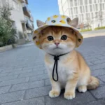 Cute Duck Printed Pet Cat Dog Hat Adjustable Cap for Cat Small Medium Puppy Corgi Pug Dachshund Outdoor Dog Costume Accessory - Image 4