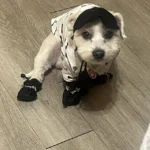 4pcs Water-Resistant Dog Shoes For Small Dogs - Protect Your Pet's Paws And Keep Them Dry,Outdoor rain boots for dogs - Image 4