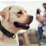 Tactical Dog Collar Adjustable Military Nylon Dog Collar with Control Handle Heavy Duty Metal Buckle for Medium Large Dogs - Image 6