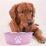 Large capacity stainless steel dog bowl anti-slip anti-rust dog water bowl pet feeder double-layer cat bowl suitable for puppies - Image 2