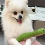 16.5 Inches Dog Toy Snake Interactive Toy Kitten Kick Toy Interactive Pet Toy for Indoor Cats Pet Supplies - Image 5