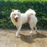 BIAI 1PC Durable Washable Male Dog Diaper Wraps Pet Boy Dog Cloth Nappies Reusable Pet Doggy Underwear Pants for Male Dog Leash - Image 2