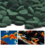High Purity Spirulina Tablets Spiral Seaweed Enrichment Favorite Pets Food Fish Crystal Red Shrimp Fish Food Aquarium - Image 4