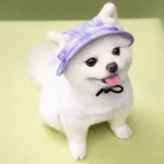 Summer Round Edged Pet Cat Dog Hat with Sunshade and Exposed Ears Adjustable Anti Pinch Dog Hat Cat Hat Pet Supplies - Image 2