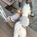 New Cute Style Summer Dog Dress Soft Thin Rainbow Stripes Lace Dog Dresses Breathable Teddy Dog Skirt for Small Dogs - Image 6