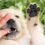4-Pack Dog Anti Slip Paw Grips Traction Pads Dog Paw Protection Stickers with Stronger Adhesive for Hard Floor or Injuries - Image 4