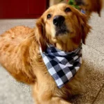 Large Pet Scarf Bandana for Dogs Cotton Plaid Washable Bow Tie Collar Cat Puppy Triangular Scarf Bib - Dog Accessories - Image 3