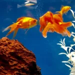 100pcs High Purity Spirulina Tablets Spiral Seaweed Enrichment Favorite Pets Food Fish Crystal Red Shrimp Fish Food Aquarium - Image 4